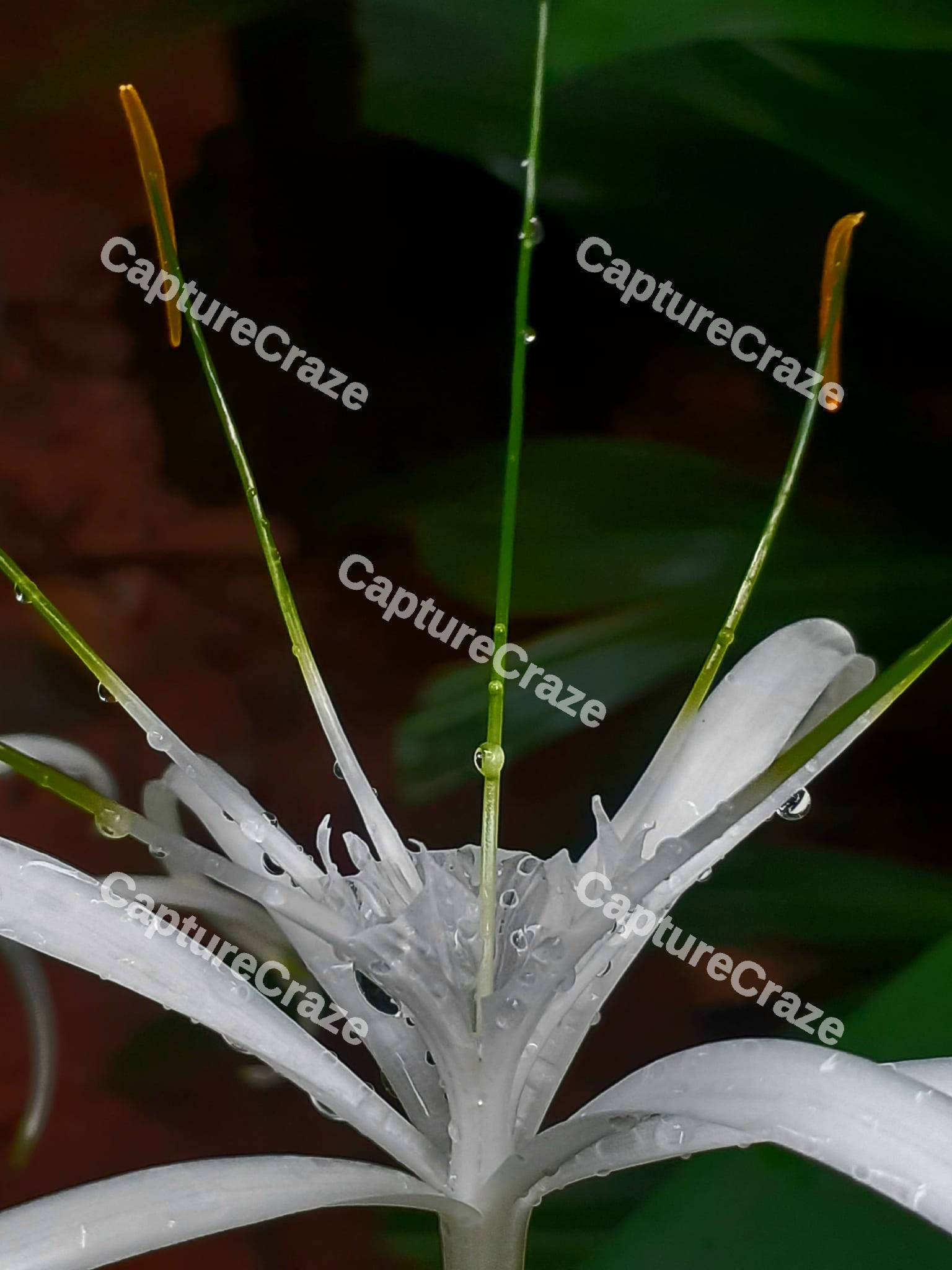 Spider Lily Flower